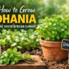How to grow Dhania in the South African Climate